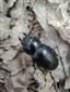 Lucanus cervus - samica