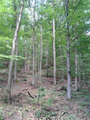 TML Hodrušská hornatina_TMP2