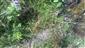 Apium repens