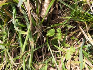 Apium repens v zime