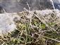 Apium repens v zime