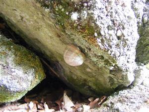 Helix pomatia