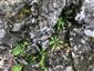 Karbonátové skalné steny a svahy so štrbinovou vegetáciou (18.8.2020)