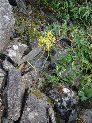 Detail skalnej vegetácie s Allium flavum