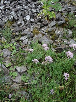 Detail skalnej vegetácie s Allium senescens subsp. montanum