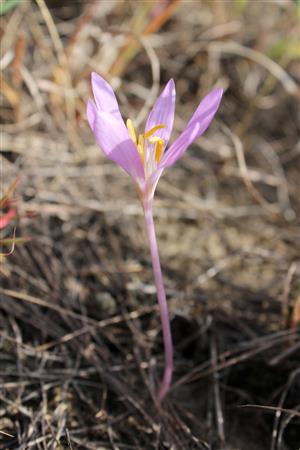 Colchicum arenarium - kvet