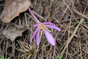 Colchicum arenarium - kvet