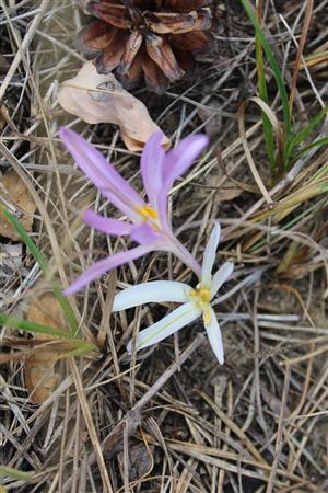 Colchicum arenarium - kvety