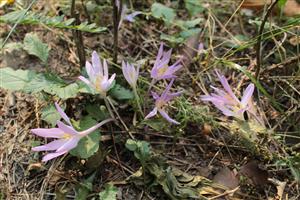 Colchicum arenarium - rastliny