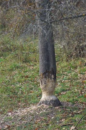 ohryz kmeňa