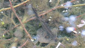 triturus cristatus