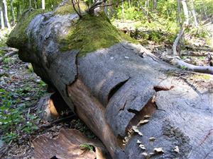 kľúčový prvok biotopu fúzača alpského