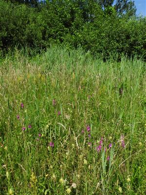 Ratsliny Gladiolus palustris v okrajovom leme na rozhraní lúky a trstiny.