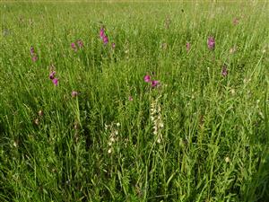 Gladiolus palustris s Epipactis palustris.