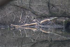 zhryzené kmene
