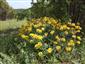 Coronilla coronata