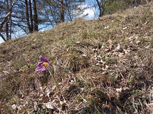 Kvitnúci jedinec Pulsatilla v poraste s Carex humilis (Tr5)