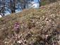 Kvitnúci jedinec Pulsatilla v poraste s Carex humilis (Tr5)