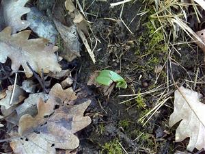 Listová ružica Himantoglossum adriaticum poškodená zverou.