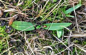 Dobre vyvinutá ružica Himantoglossum adriaticum.
