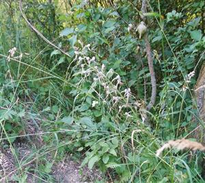 Himantoglossum adriaticum v kvete.