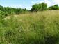 Pohľad na lokalitu v letnom aspekte - hustý trávny porast spolu s kríkami, kde nachádzajú hlavné útočište rastliny Himantoglossum adriaticum.