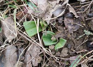 Ohryzené listy Himantoglossum adriaticum.