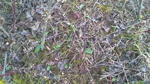 Väčšia skupina listových ružíc Himantoglossum adriaticum.