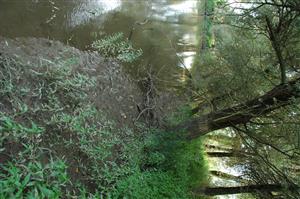 Pohľad z horného okraja TML po prúde. Na kmeňoch Salix alba je vidieť výška vodnej hladiny.