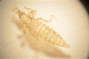 Svlečka S. flavipes z meandru horní části TML Kováčovce. Asi rok stará svlečka dlhá 7,2 mm (druh má vývoj 3 roky).