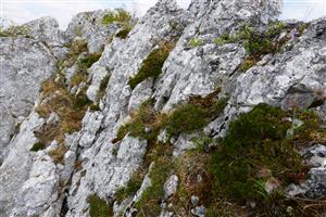 spoločenstvo s výskytom Daphne arbuscula na TML v NPR Cigánka