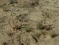 Spergula morisonii a Corynephorus canescens na obnaženom piesku.