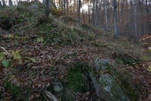 Pohľad na TML druhu Asplenium adulterinum