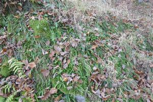 Pohľad na jedince Asplenium adulterinum v rámci časti TML