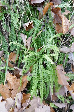 Detail jedincov Asplenium adulterinum v rámci časti TML