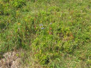 jedince druhu Campanula serrata v TMP
