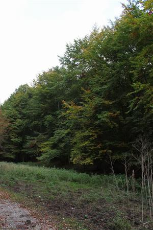 TMP 1 - bučina, pohľad na okraj búdkového kvadrátu