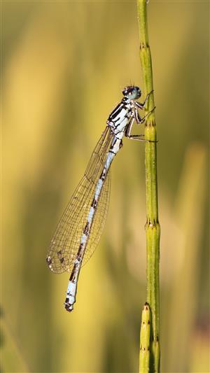 Coenagrion ornatum, samec 