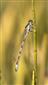 Coenagrion ornatum, samec 