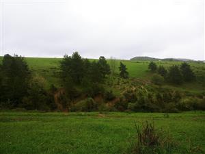 svah s juniperus communis 