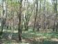 Karpatské a panónske dubovo-hrabové lesy (13.10.2014)