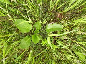 Listová ružica Eryngium planum v poraste Lk1