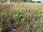 Astragalus austriacus v poraste Tr2