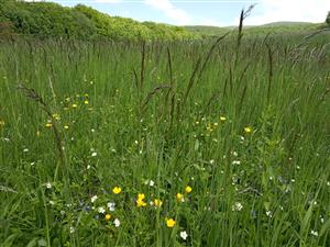 Porast dominantnej Avenula pubescens