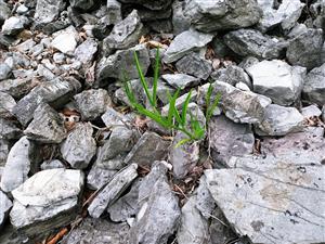 Lathyrus sylvestris