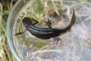 Triturus montandonii