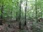 Karpatské a panónske dubovo-hrabové lesy (22.5.2021)