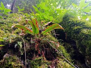 Phyllitis scolopendrium