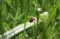 Suchomilné travinnobylinné a krovinové porasty na vápnitom podloží (*dôležité stanovištia Orchideaceae) (20.6.2021)