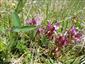 Pedicularis sylvatica